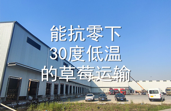 能抗零下30度低溫的草莓運(yùn)輸.jpg