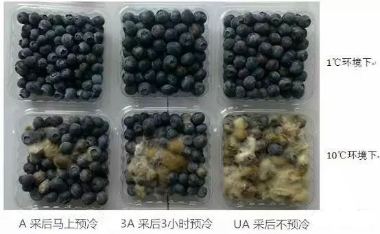 實(shí)驗(yàn)20天圖片.png