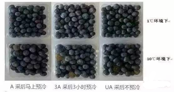 實(shí)驗(yàn)10天圖片.png
