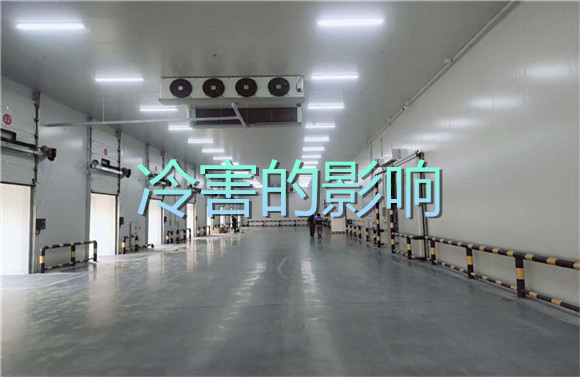 冷害的影響.jpg
